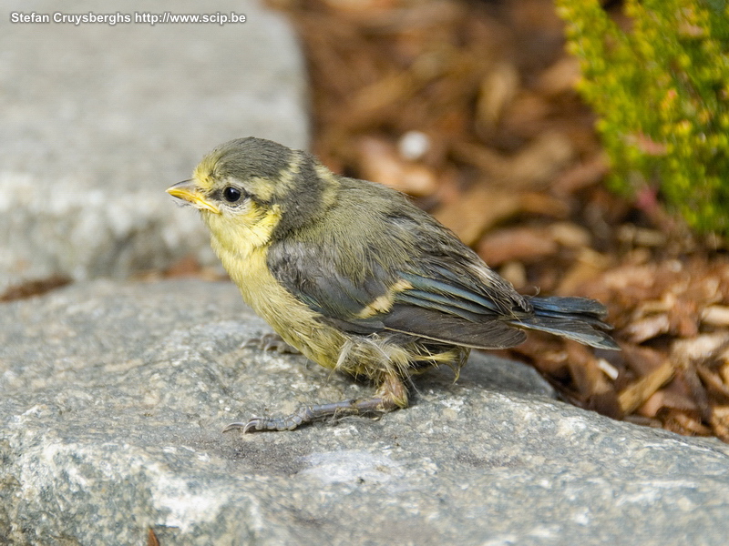 Pimpelmezen Een koppeltje pimpelmezen (parus caeruleus) heeft een maand lang in het nestkastje in mijn tuintje gehouden. De hele dag vlogen de ouders aan en af. In het begin gaven ze de kleintjes vooral gele rupsen. De laatste dagen stonden alle soorten insecten en zaadjes op het menu. Ondertussen zijn de 4 kleine pimpelmezen uitgevlogen. Stefan Cruysberghs